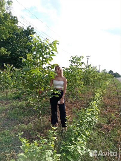 Саженцы Грецкого ореха