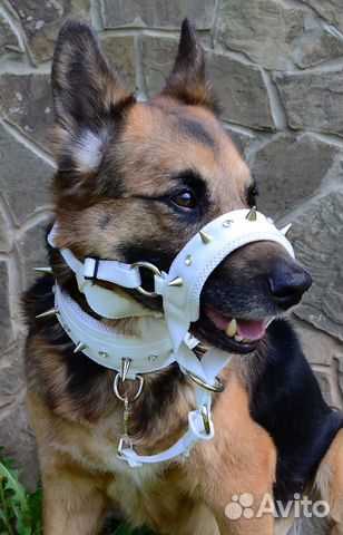 Шью на заказ Ошейники, Поводки, Шлейки