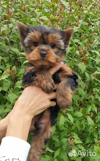 Щенки йорка мини