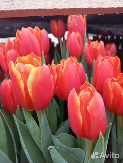 Тюльпаны к 8 марта оптом от 100 штук