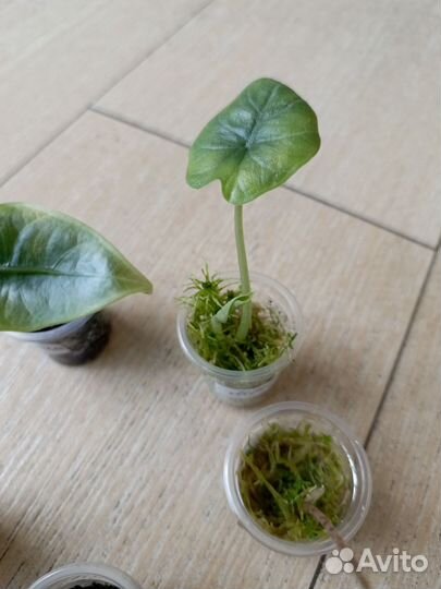 Алоказии набор