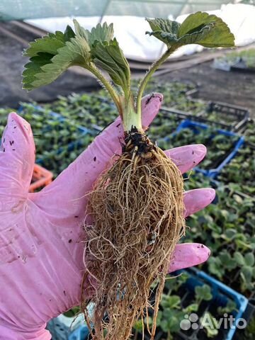 Саженцы клубники