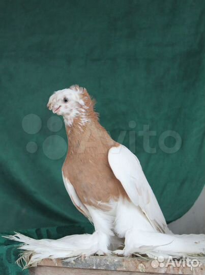 Элитные среднеазиатские среднеклювые голуби