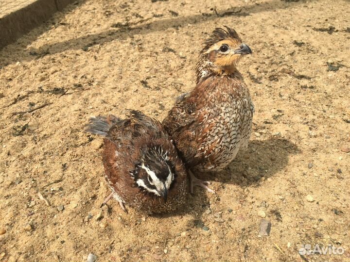 Перепёлка перепелята
