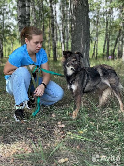 Небольшая собачка Пшенка хочет стать вам другом