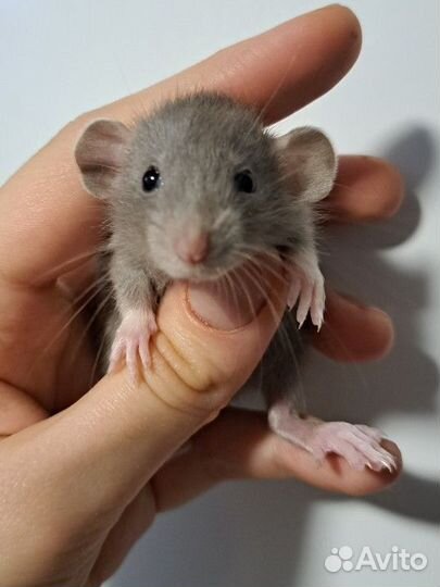 Крысята ручные кучерявые Рэкс и дабл рекс