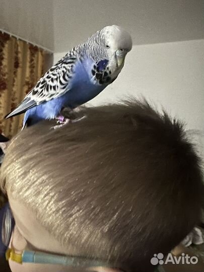 Попугайчик