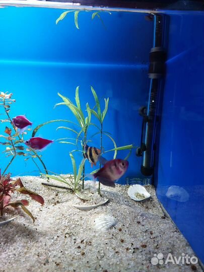 Аквариум 60л под ключ