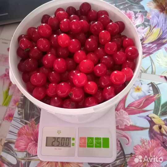 Вишня домашняя