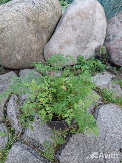 Саженцы многолетних цветов