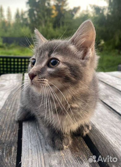 Ккотенок 3 месяца мальчик и девочка