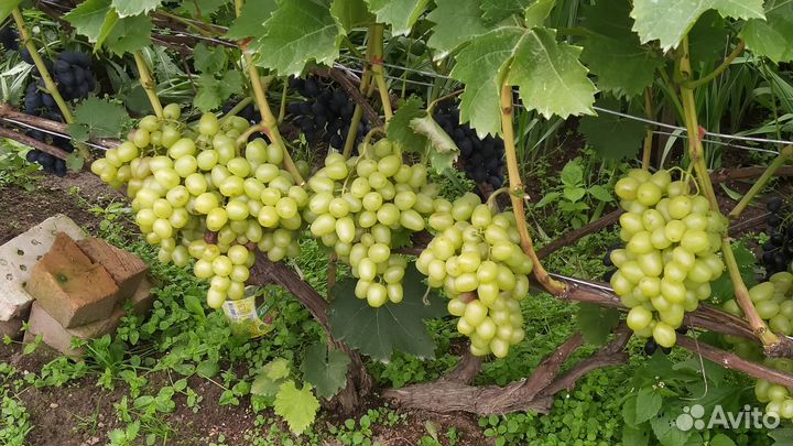 Вегетирующие саженцы винограда