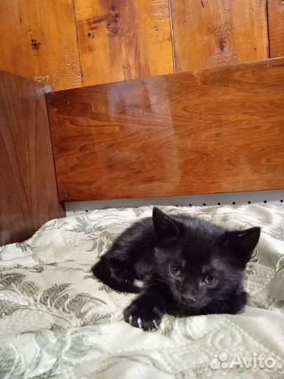 Котик в добрые руки