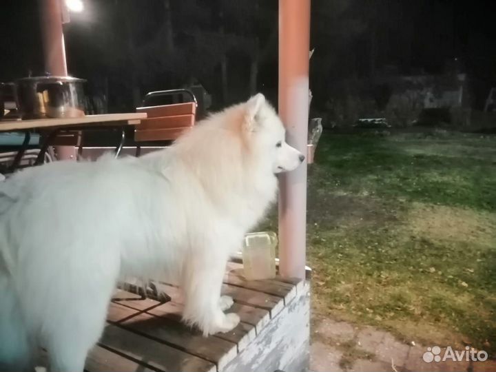 Вязка собак