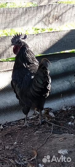 Петух Ухей илюй