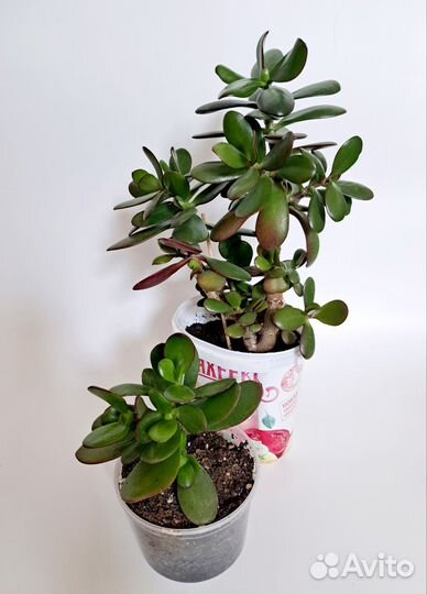 Толстянка денежное дерево красулла