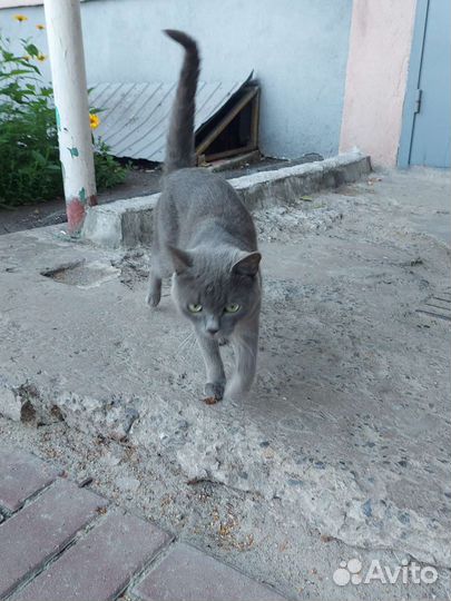 Котики бесплатно в добрые руки