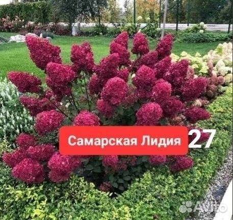 Гортенщия Самарская лидия