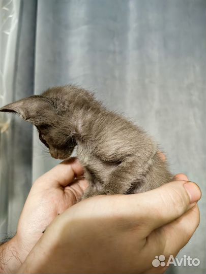 Ориентальные котята