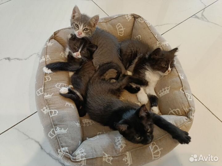 Котята отдам в добрые руки бесплатно