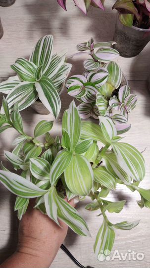 Сортовые традесканции