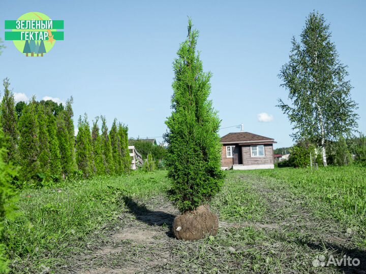 Туи колумна 160 см свежая копка 2023