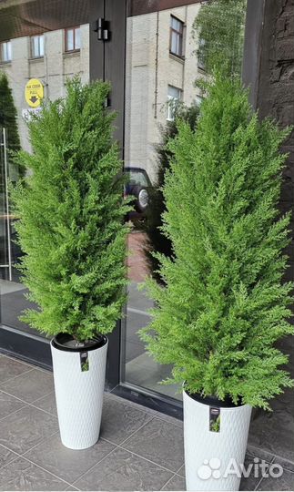 Искусственная Туя