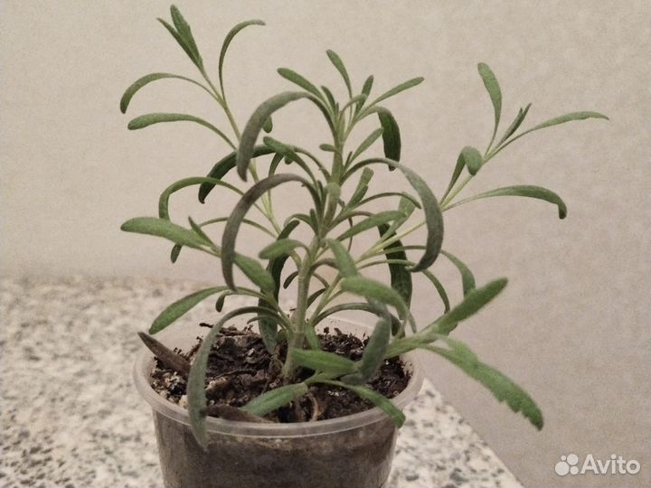 Веерную пальму хамеропс, розмарин