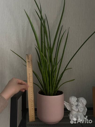 Сансевиерия, взрослое растение