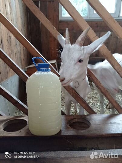 Козье молоко, сыворотка, сыр