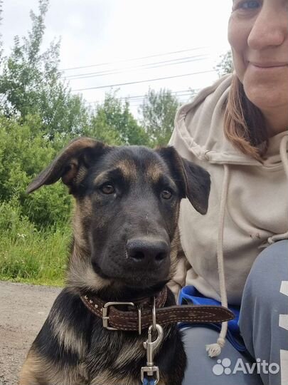 Умнейший говорящий щенок в добрые руки