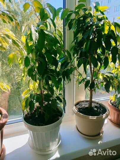 Фикус бенджамина