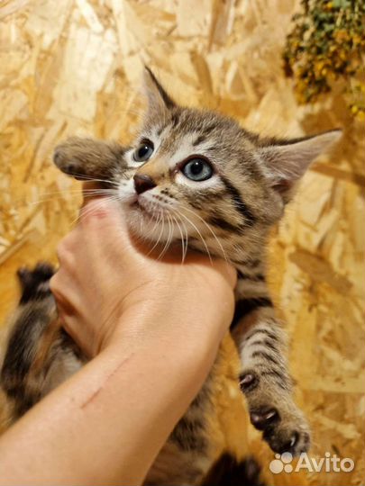 Бенгальская девочка. Розетка на золоте