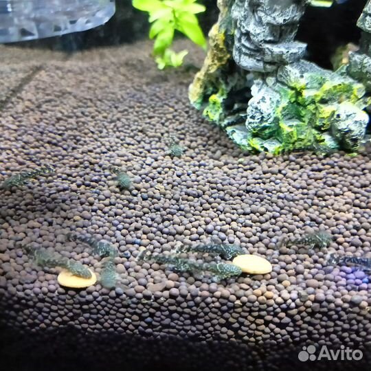 Сомики анциструсы