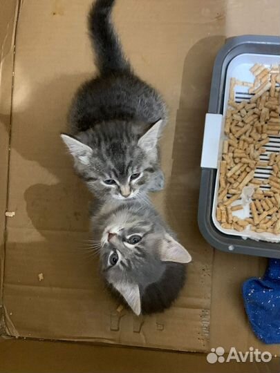 Продаются котята