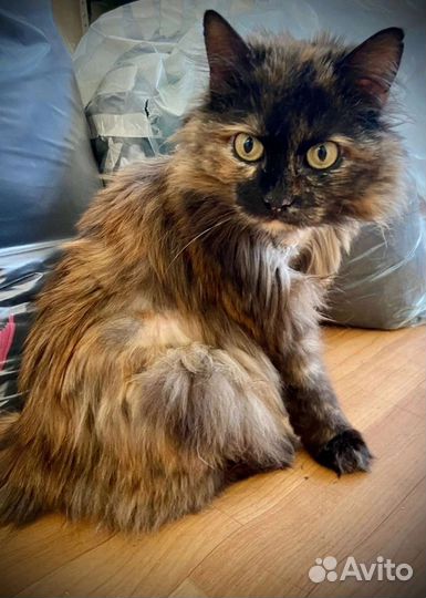 Кошки в добрые руки