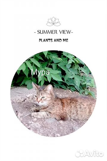 Кошечки в добрые руки