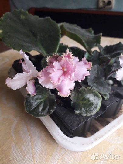 Фиалка (сенполия )