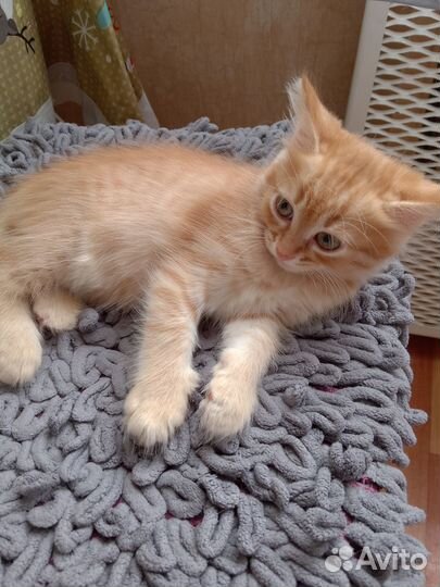 Кошки в добрые руки бесплатно