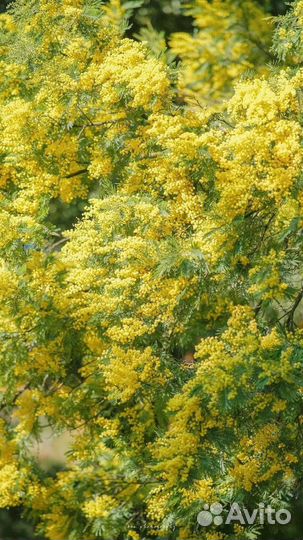 Мимоза из Абхазии