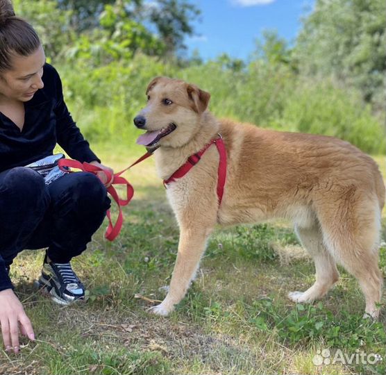Собака в добрые руки