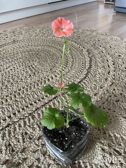 Пеларгония герань