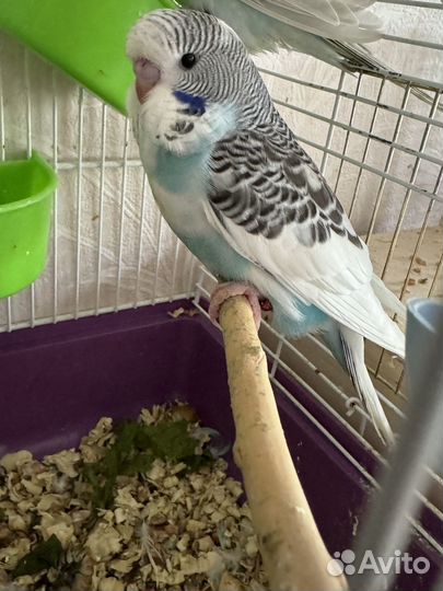 Радужные птенцы ввп Чех