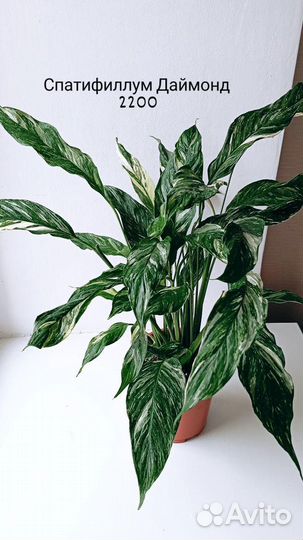 Экзотические комнатные растения