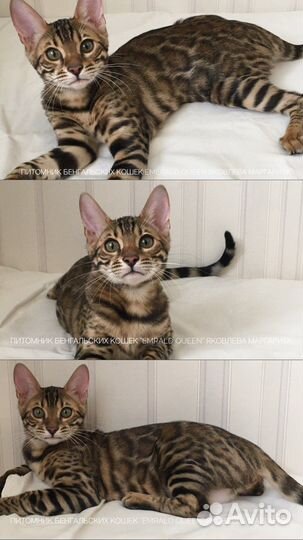 Чистокровные бенгальские котята