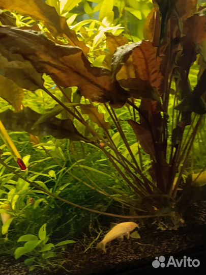Аквариум с рыбками
