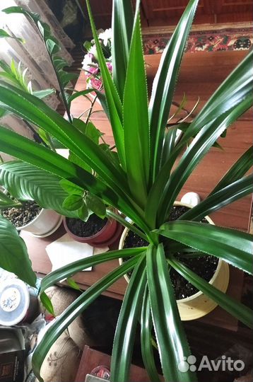 Пальма Панданус