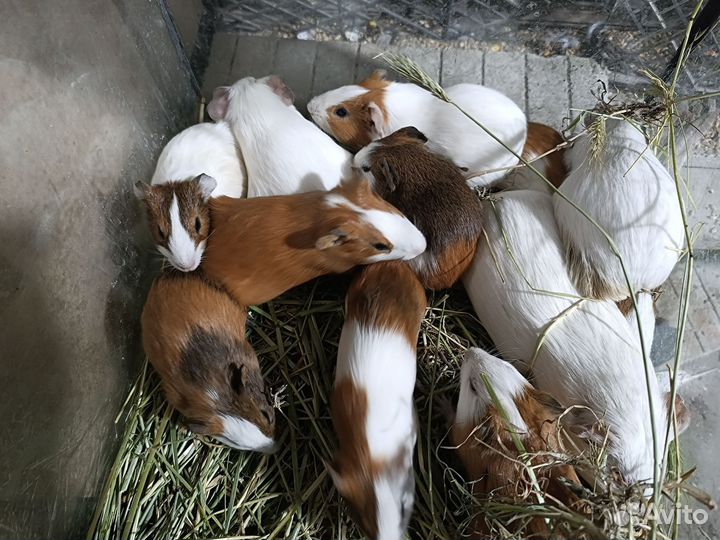 Морская свинка