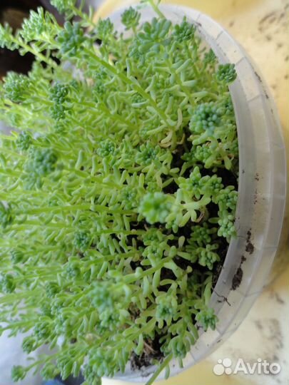 Продам почвокровные с зкс