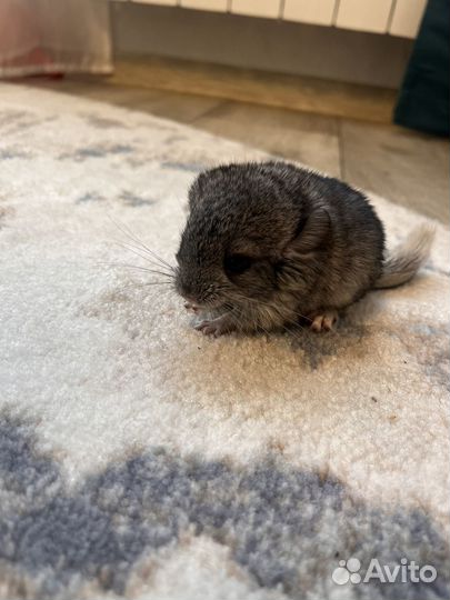 Шиншилла 2 мальчика